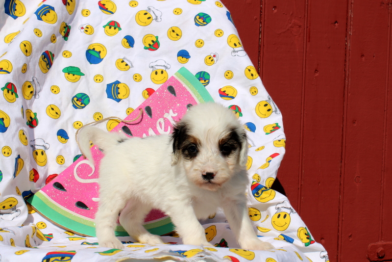 puppy, for, sale, Mini Bernedoodle F2, Matthew B. Stoltzfus, dog, breeder, Gap, PA, dog-breeder, puppy-for-sale, forsale, nearby, find, puppyfind, locator, puppylocator, aca